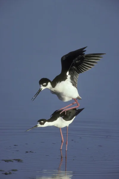 Estalo de pescoço preto, Himantopus mexicanus , — Fotografia de Stock