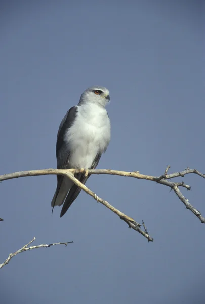 블랙 어깨 카이트, Elanus axillaris — 스톡 사진