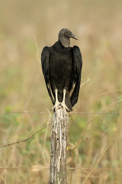 Zwarte gier, coragyps atratus — Stockfoto