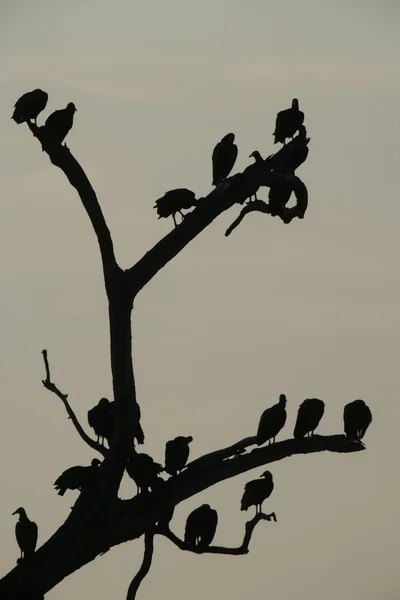 Buitre negro, Coragyps atratus — Foto de Stock