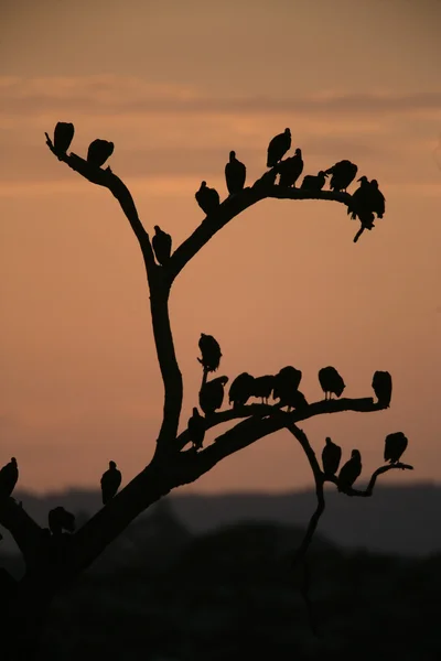 Kara akbaba, coragyps atratus — Stok fotoğraf