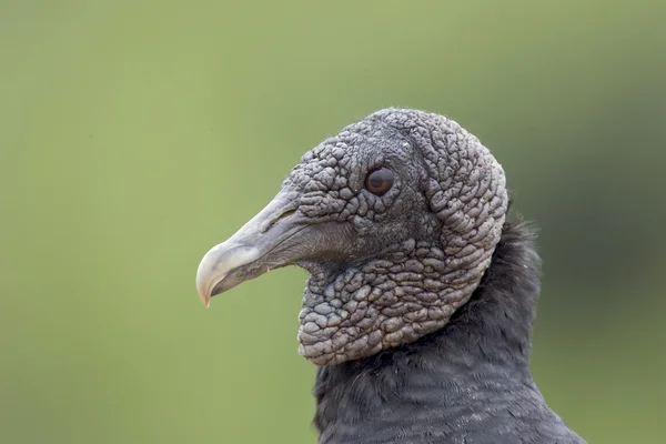 Avvoltoio nero, Coragyps atratus — Foto Stock