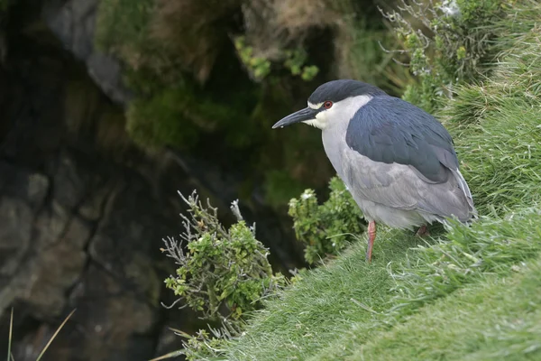 Black-crowned night-heron, Nycticorax nycticorax — Stock Photo, Image