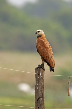 siyah yakalı Şahin, busarellus nigricollis