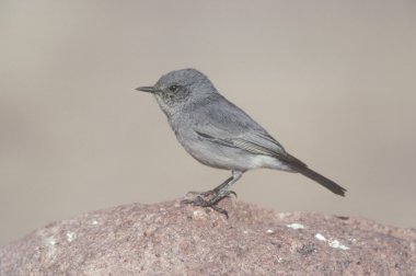 Karakuyruk, cercomela melanura,