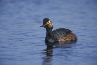 Siyah boyunlu yunus, Podiceps nigricollis