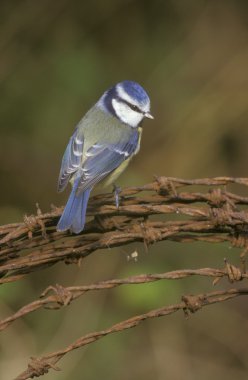 Mavi baştankara, parus caeruleus
