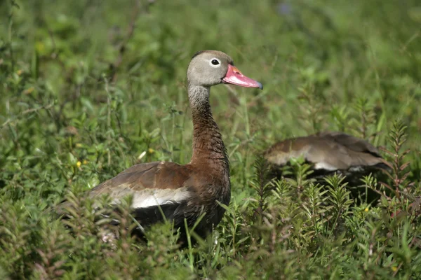 Pato silbante de vientre negro, Dendrocygna otonalis — Foto de Stock