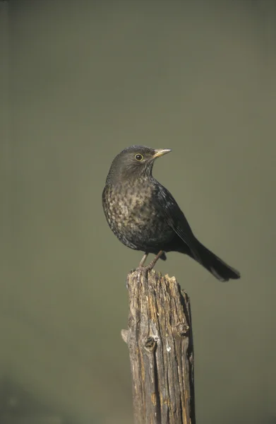 Kos, turdus merula — Zdjęcie stockowe