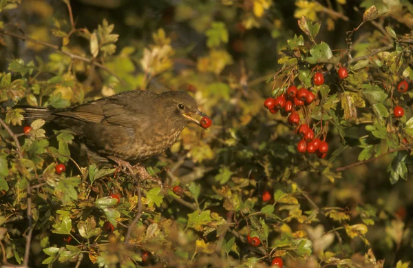 Feketerigó (turdus merula) — Stock Fotó