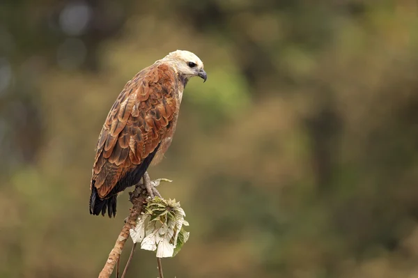 Schwarzhalsfalke, busarellus nigricollis — Stockfoto