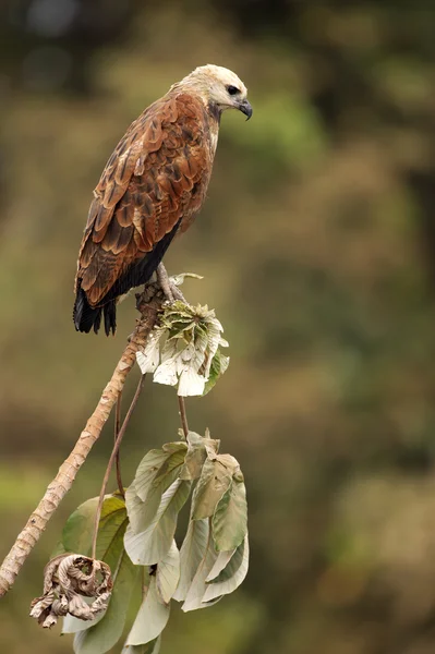 Black-collared hawk, Busarellus nigricollis