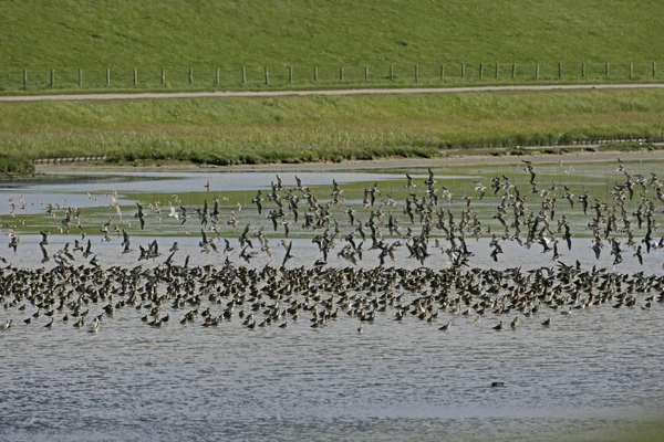 Black-tailed godwit, Limosa limosa — Stock Photo, Image