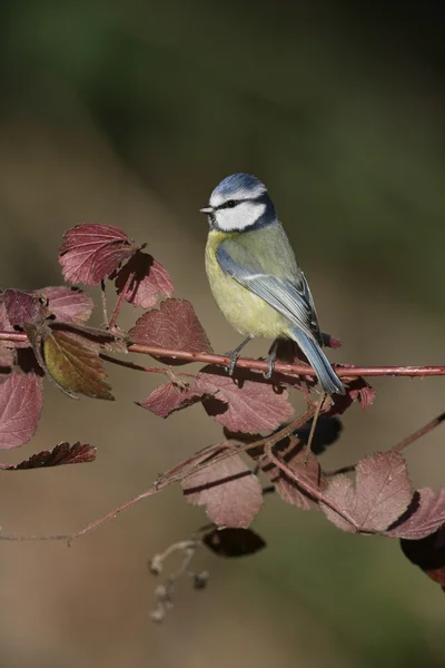 Blue tit, Parus caeruleus — Stock Photo, Image