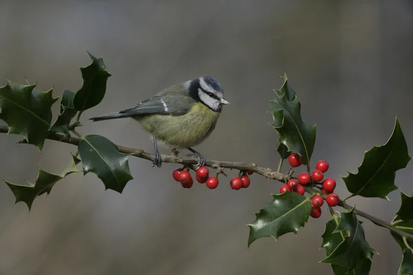 Голубая синица, parus caeruleus — стоковое фото