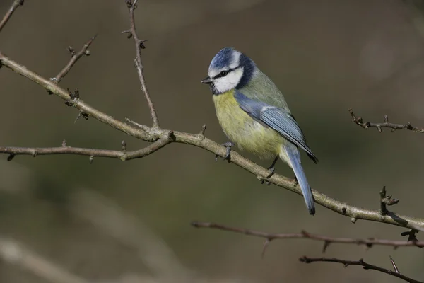 Teta azul, Parus caeruleus — Foto de Stock