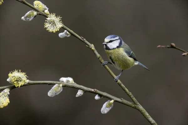 Tit Biru, Parus caeruleus — Stok Foto