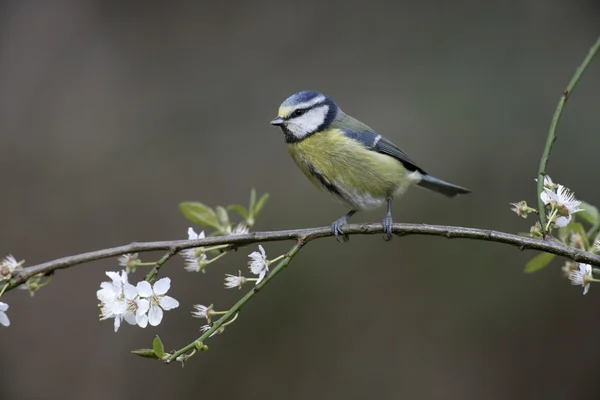 Blåmes, parus caeruleus — Stockfoto