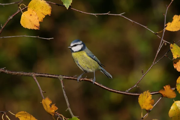 青シジュウカラ、ヤマガラ caeruleus — ストック写真