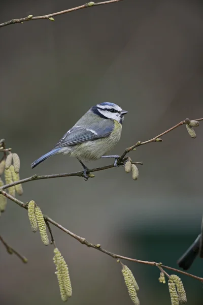 Tetta azzurra, Parus caeruleus — Foto Stock