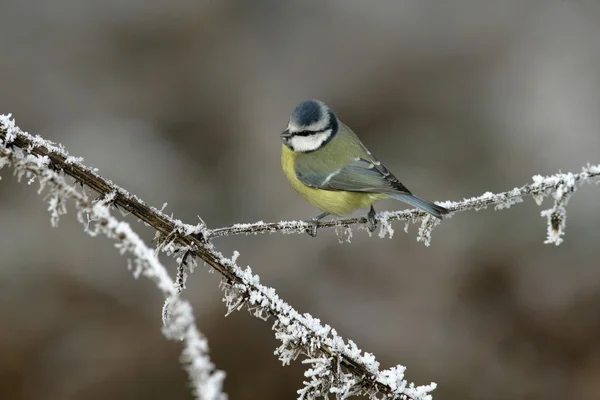 Blue tit, Parus caeruleus — Stock Photo, Image