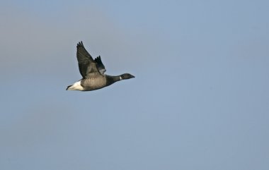 Brent kaz, branta bernicla