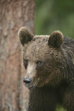 Avrupa boz ayı, ursus arctos arctos