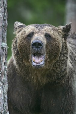 Avrupa boz ayı, ursus arctos arctos