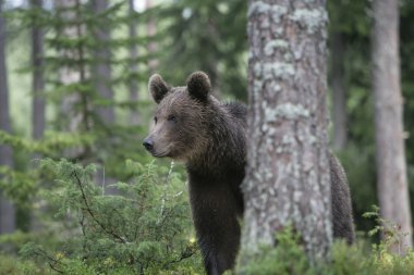 Avrupa boz ayı, ursus arctos arctos