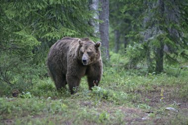 Avrupa boz ayı, ursus arctos arctos