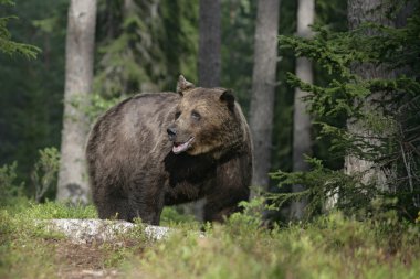 Avrupa boz ayı, ursus arctos arctos