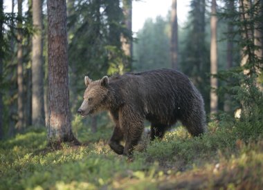 Avrupa boz ayı, ursus arctos arctos