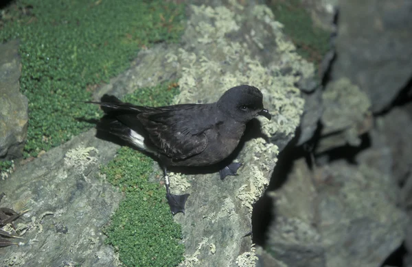 Petrel de tormenta británico, Hydrobates pelagicus — Foto de Stock