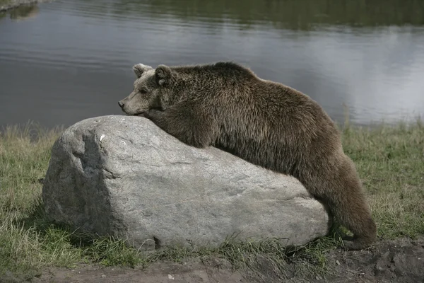 Europeisk brunbjørn, Ursus arctos – stockfoto