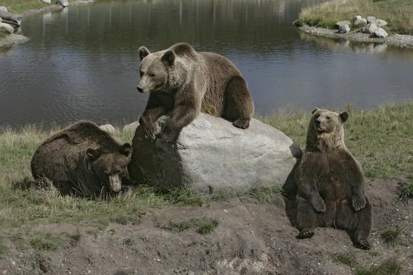 Europese bruine beer, Ursus arctos — Stockfoto