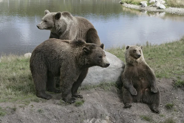 Европейский бурый медведь, Ursus arctos — стоковое фото