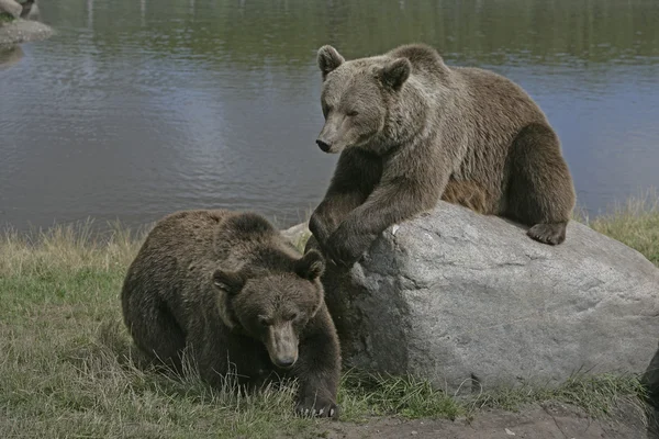 欧洲棕熊，Ursus arctos — 图库照片