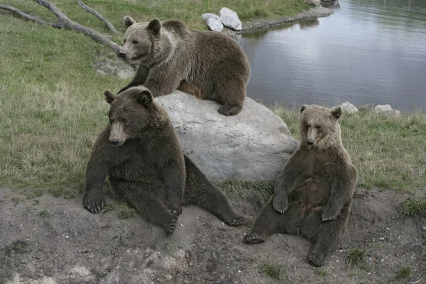 Európai barna medve, Ursus arctos — Stock Fotó