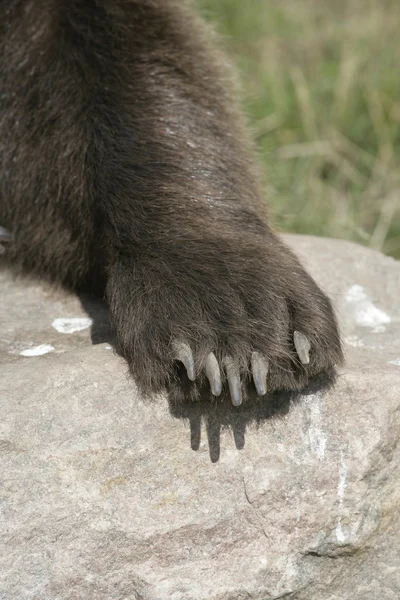Europejski niedźwiedź brunatny, Ursus arctos — Zdjęcie stockowe