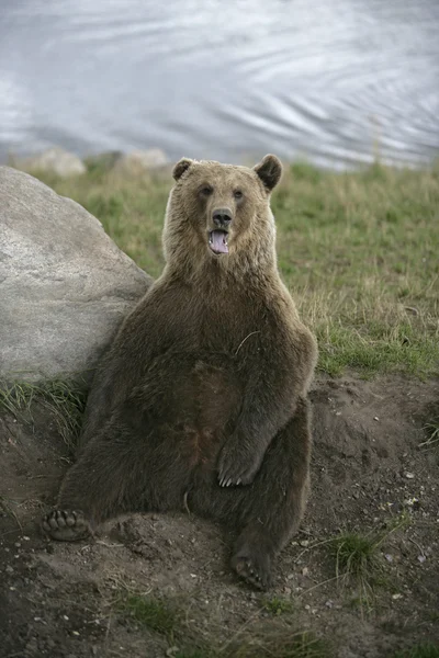 Europeisk brunbjørn, Ursus arctos – stockfoto