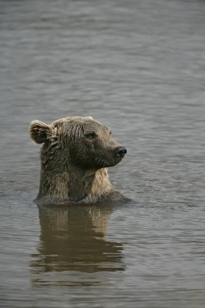 Europese bruine beer, Ursus arctos — Stockfoto