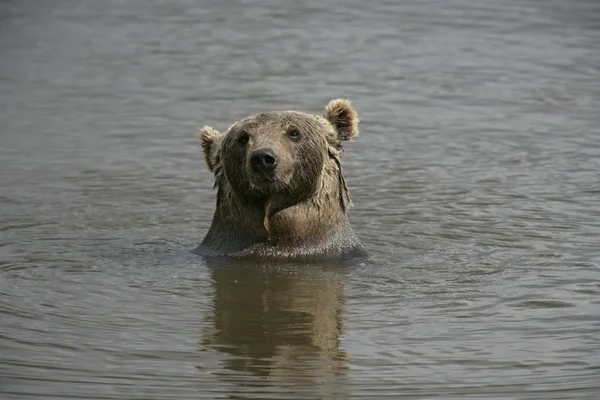 Orso bruno europeo, Ursus arctos — Foto Stock