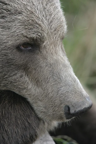European brown bear, Ursus arctos — Stock Photo, Image