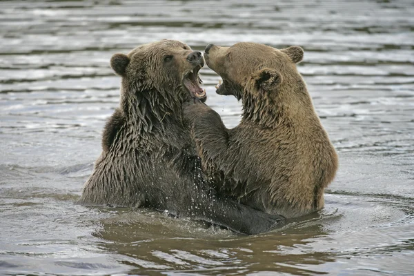 欧洲棕熊，Ursus arctos — 图库照片