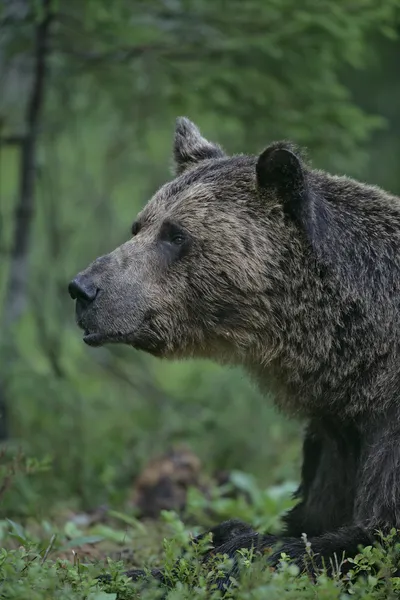 Evropské medvěd hnědý ursus arctos arctos — Stock fotografie