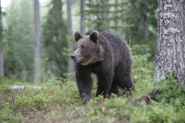 ヨーロッパのヒグマ、ursus arctos arctos — ストック写真