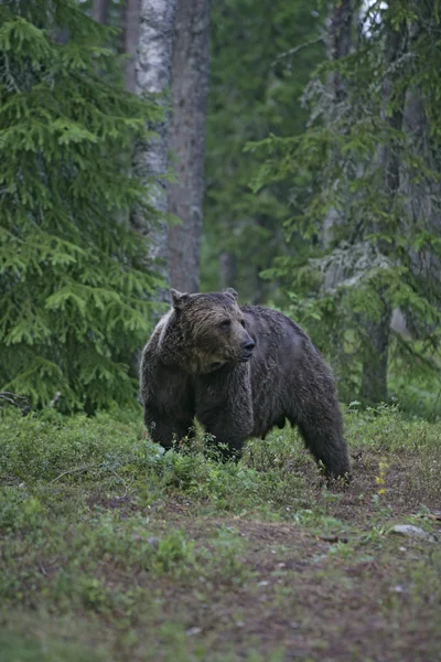 Európai barna medve, ursus arctos arctos — Stock Fotó