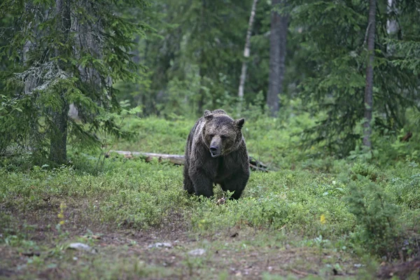 Urso pardo europeu, Ursus arctos arctos — Fotografia de Stock