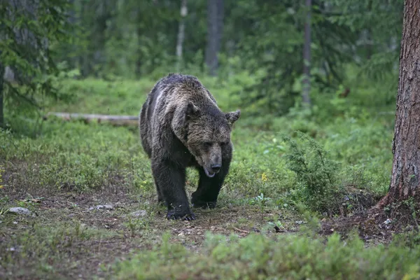 Europese bruine beer, de ursus arctos arctos — Stockfoto