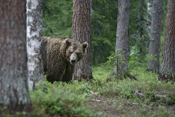Europese bruine beer, de ursus arctos arctos — Stockfoto